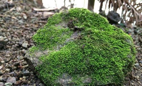 探秘苔藓植物：常见种类、生态习性及应用价值