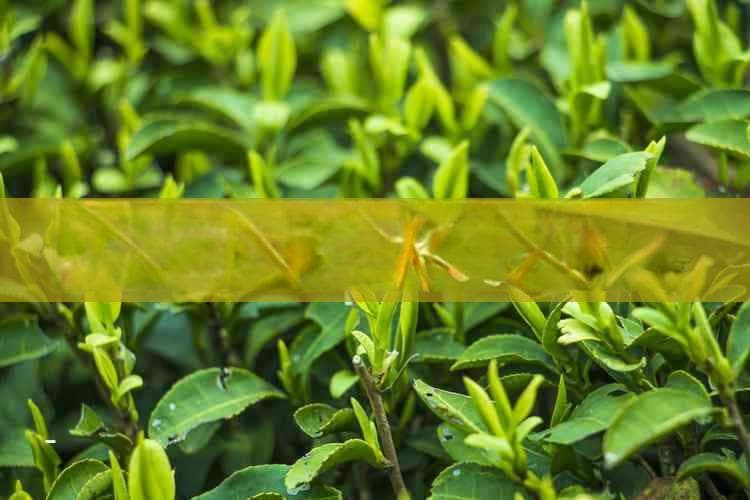 全面解析各类红茶的独特风味与制作工艺差异