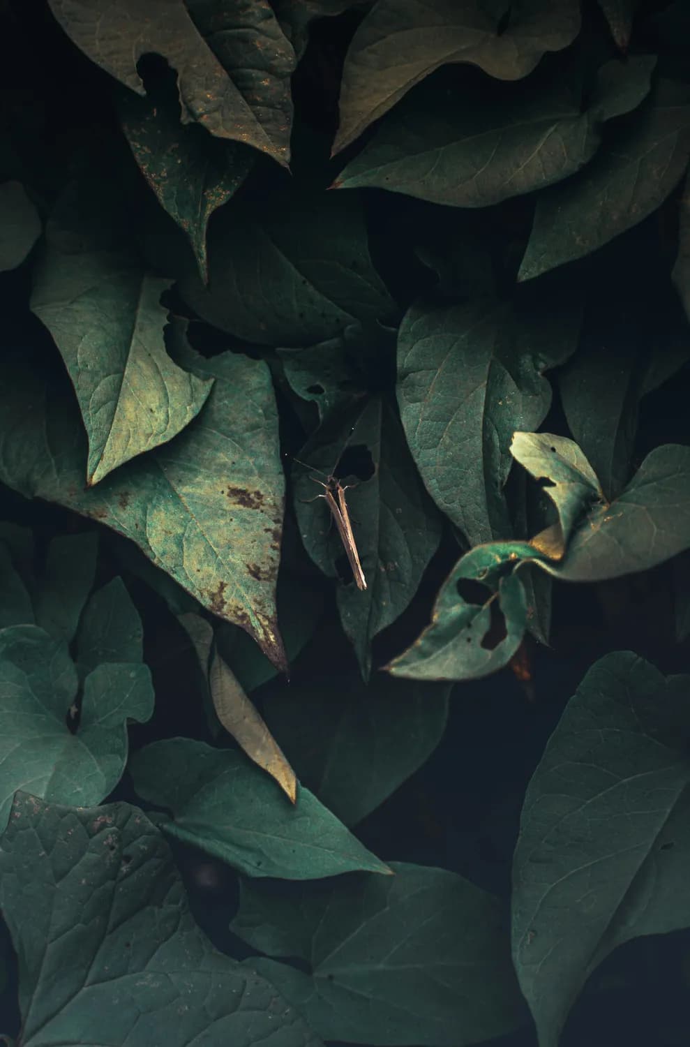 《虫师》里的物哀文化，你get了吗？