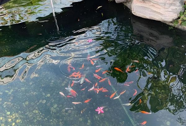 景观鱼池配合养什么鱼可以起到净化水质的作用？
