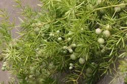 天冬：一种常用中药材的栽培与药用价值