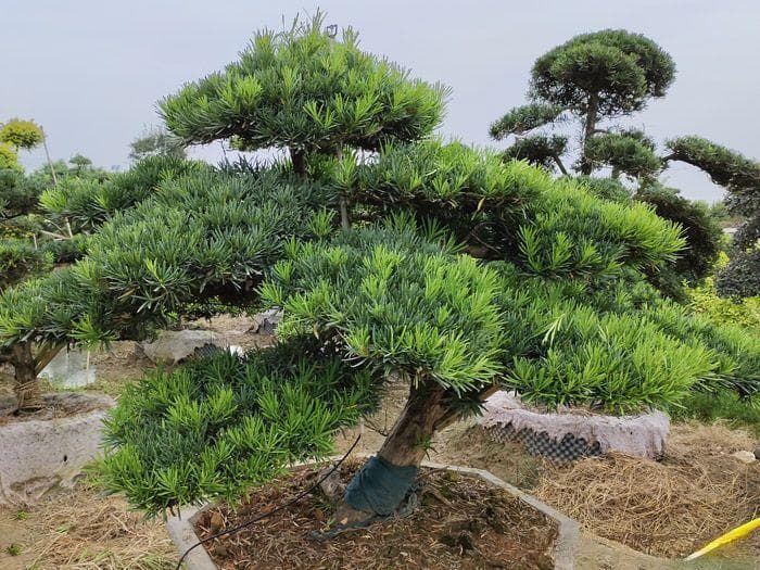 园林工程中针叶树的应用价值和品种推荐
