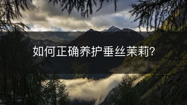 垂丝茉莉养护全攻略：从盆土选择到病虫害防治