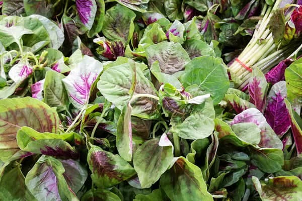 孕妇可以吃红汉菜吗？营养价值与食用禁忌全解析