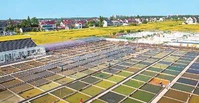全国年产量超35亿尾，产值增速在休闲渔业中居首位——观赏鱼，百亿产业咋“养”成？