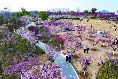江苏南京：“花经济”盛开，满城都是“追花人”