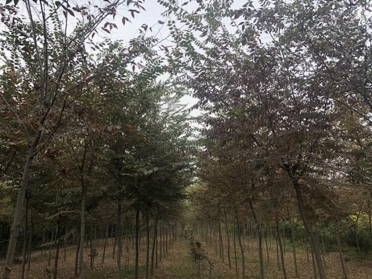 鸡爪槭树的栽培与观赏：从嫁接到园林应用的全面指南
