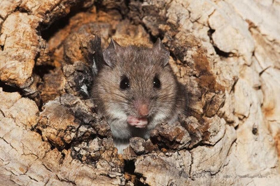 研究证明环境的变化正在加剧人类、动物和植物等患病