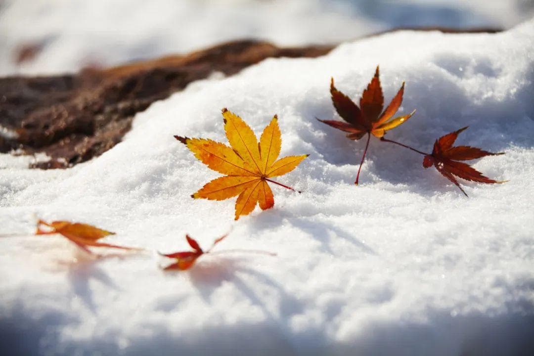 今日小雪，养生只需做好6件事，一冬不生病