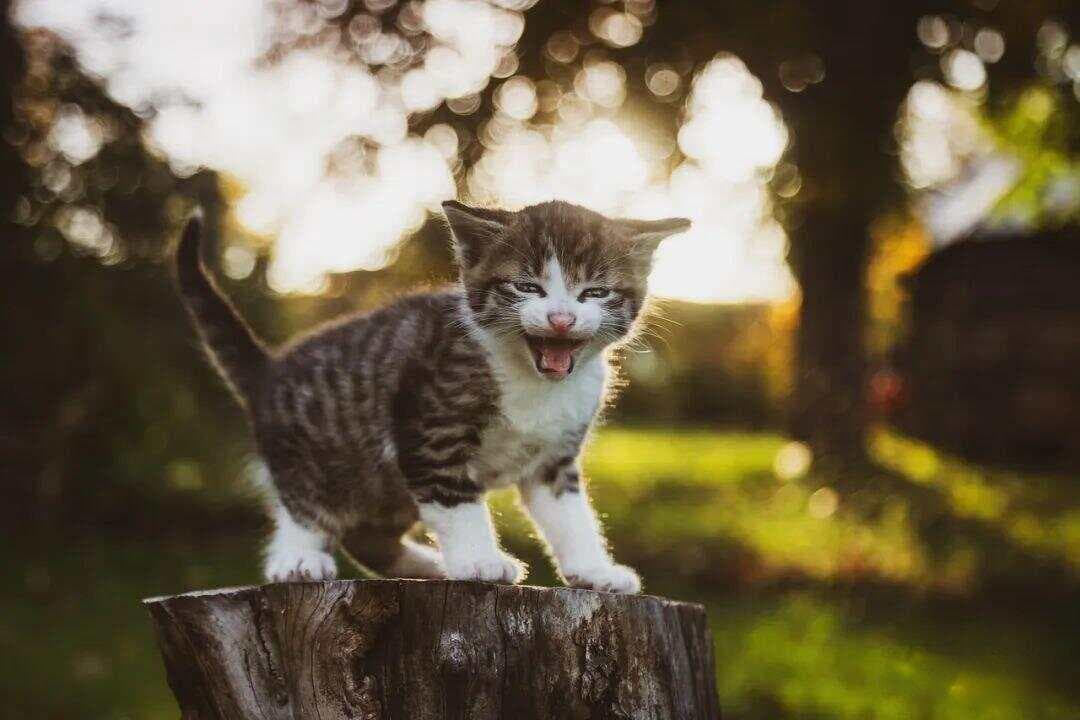 猫咪张嘴"啊啊啊啊啊"，原来它在表达这些情感！