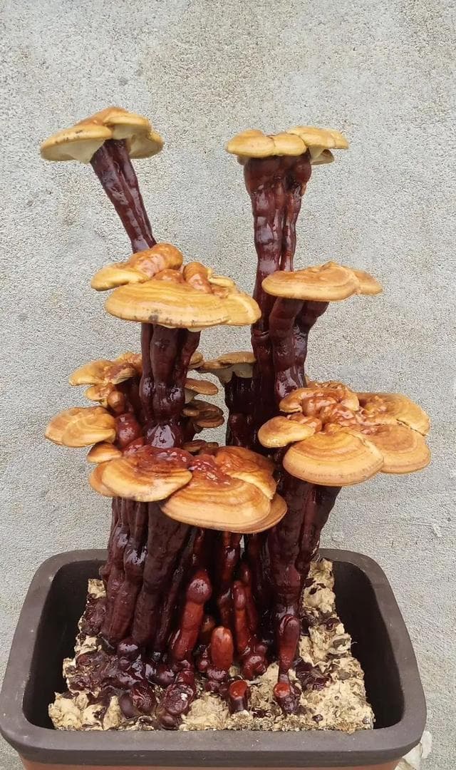 灵芝生长需要什么条件？灵芝的生长特性有哪些？