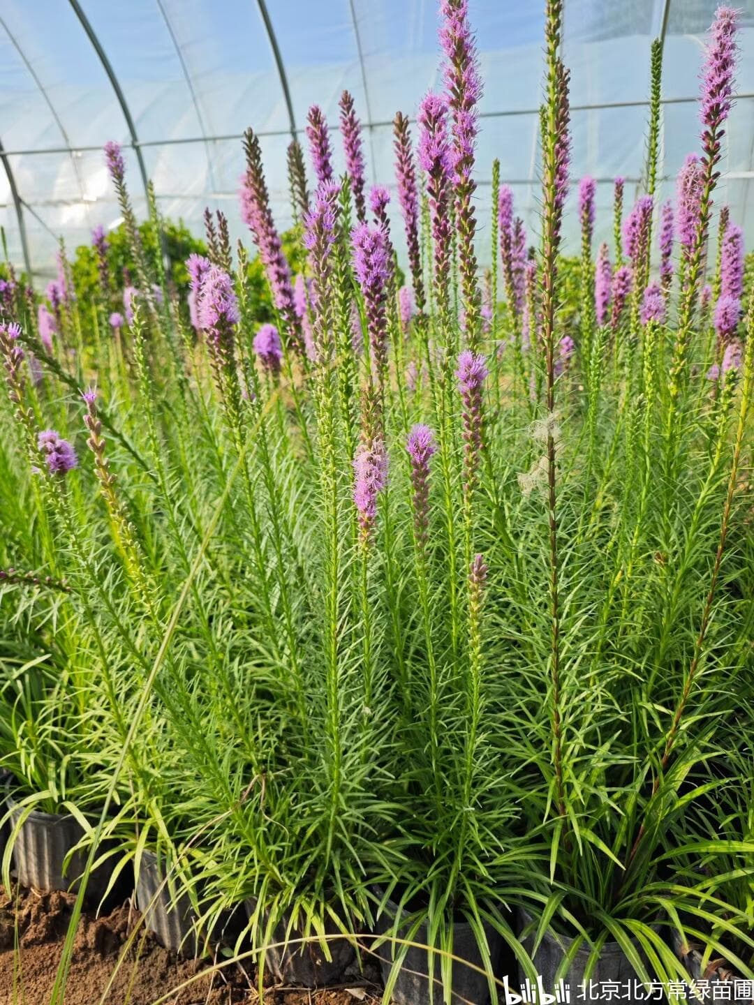蛇鞭菊的简介及种植方法【蛇鞭菊杯苗图片】