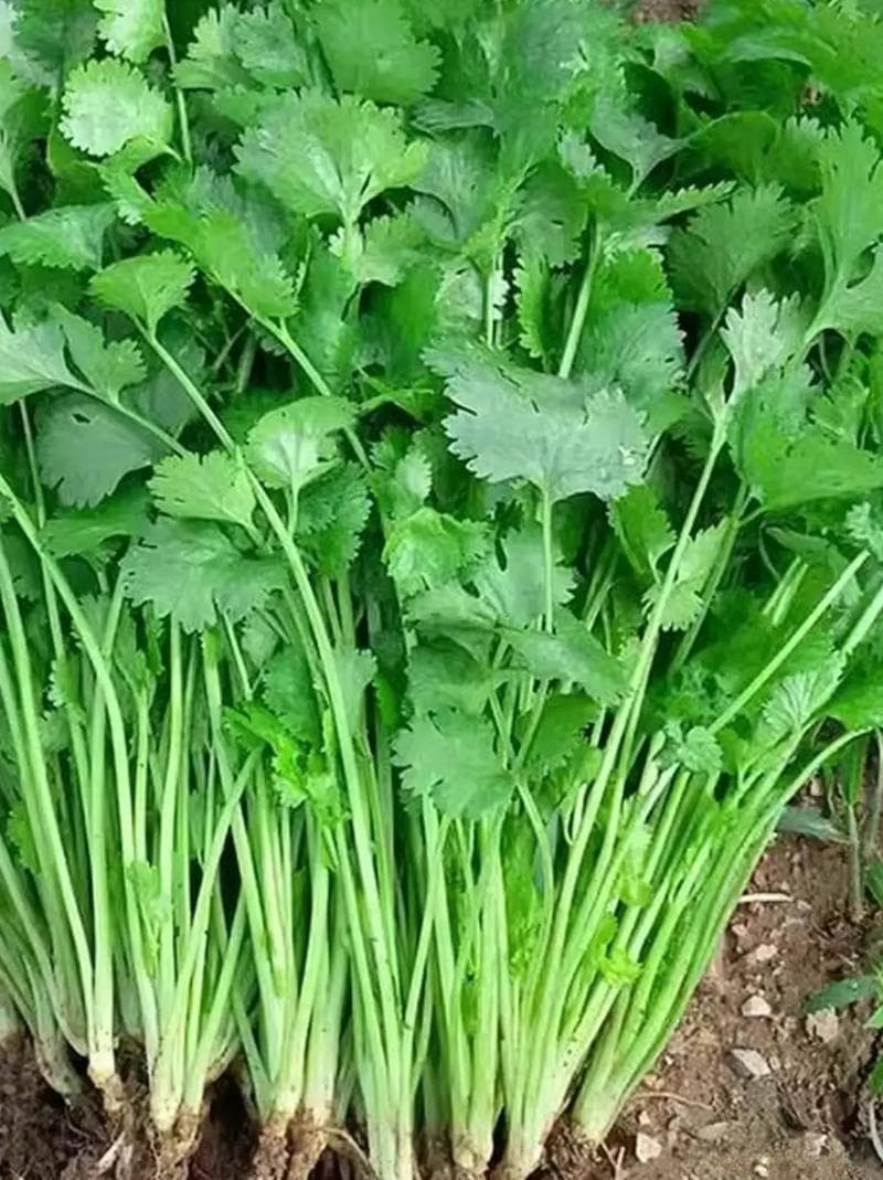 香菜怎样保存新鲜？