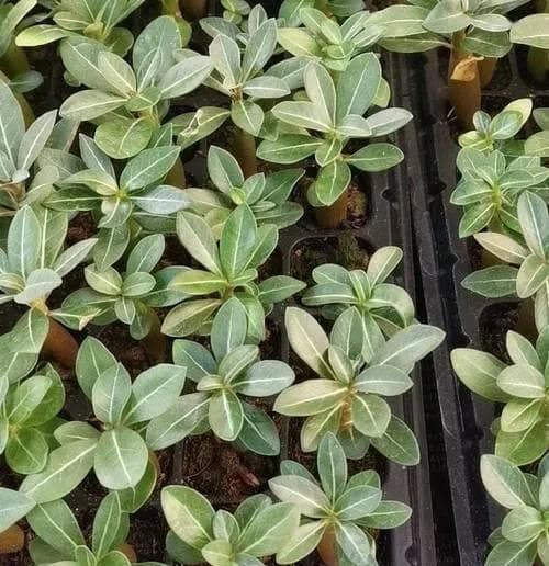 如何种植沙漠玫瑰（教你从种子到开花的全过程）