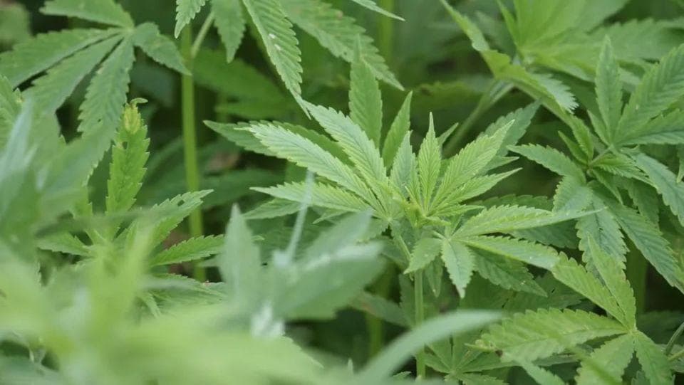 汉麻：植物中的「天然纤维之王」
