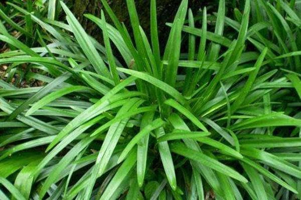 东北地区地面绿化植物推荐：六种耐寒草本植物