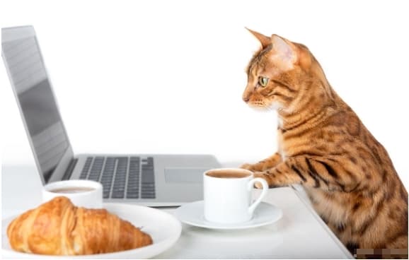 猫咪行为解析：为什么你的猫会这样做（理解猫咪心理）