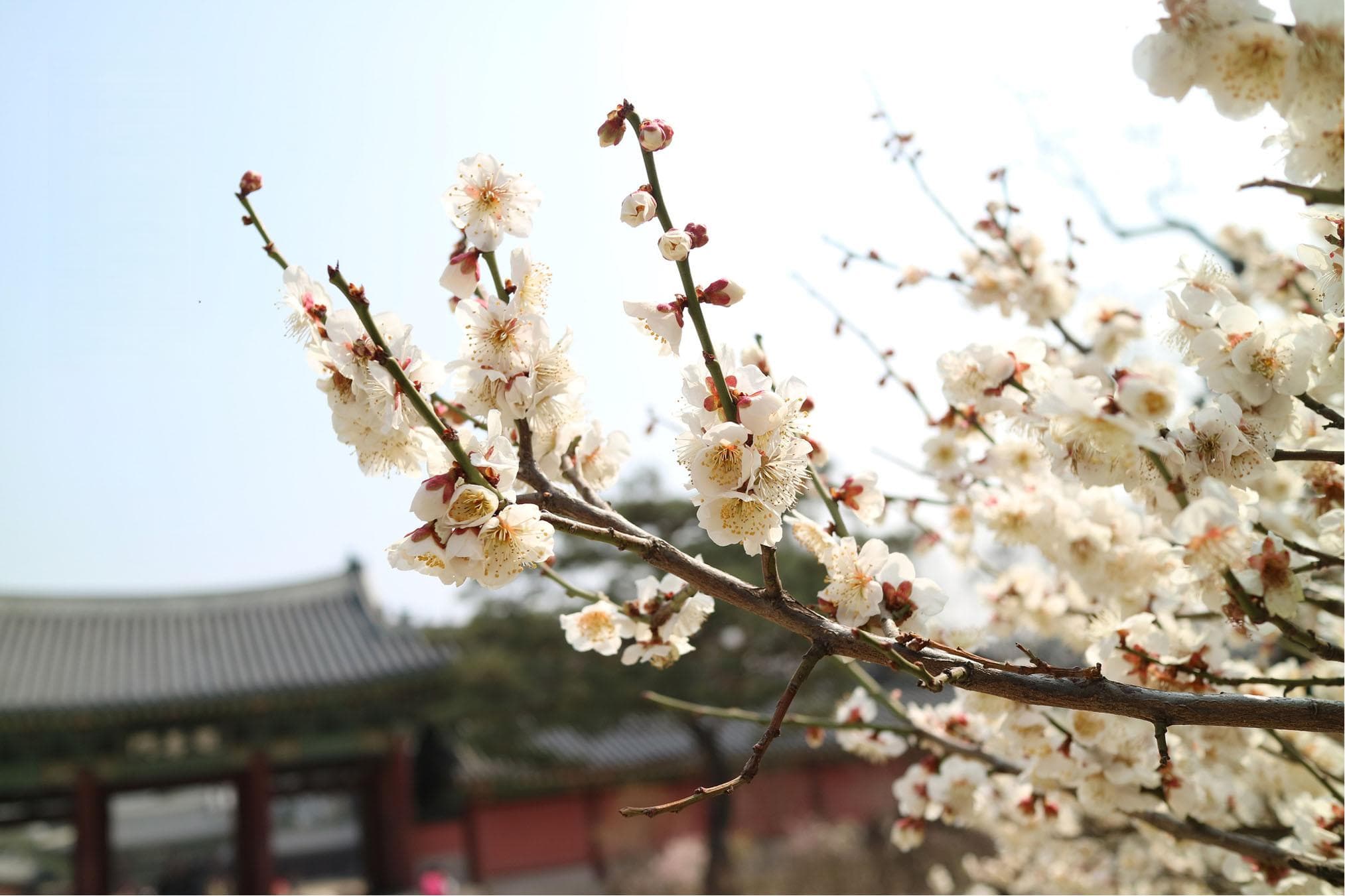 二十四节气之立春：养生要点与传统习俗