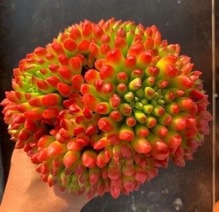 从光照到繁殖：玉玲珑小灯笼多肉养殖指南
