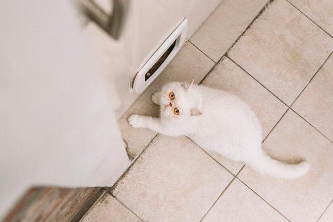 小猫为什么会掉毛？猫咪掉毛的原因和解决办法