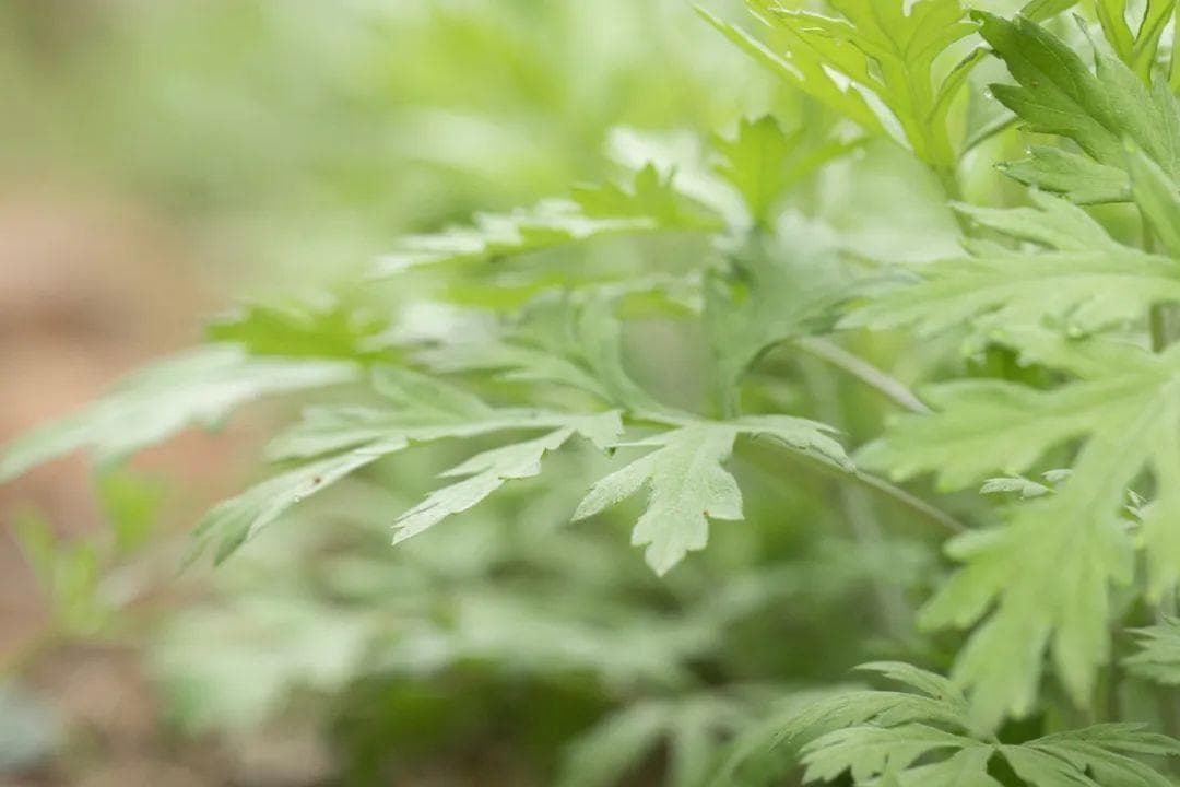 揭秘！这些自然界的防蚊卫士，让你轻松告别蚊虫侵扰