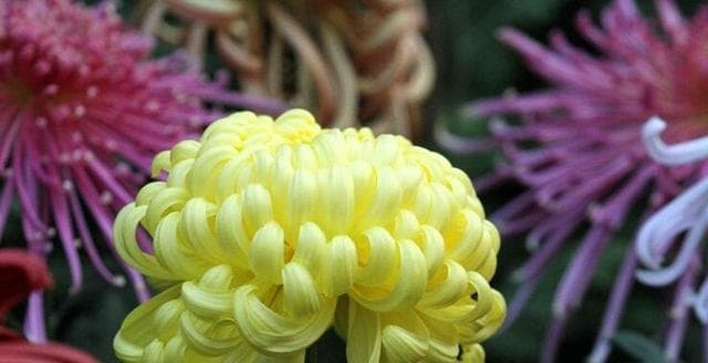 菊花的寓意与象征：从文化传承到艺术创新