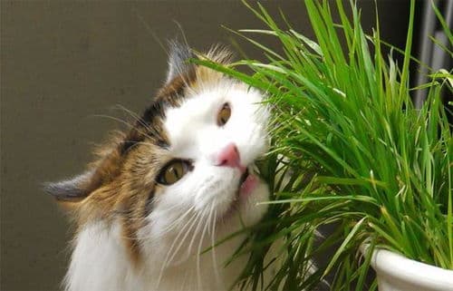 猫草：宠物健康好帮手
