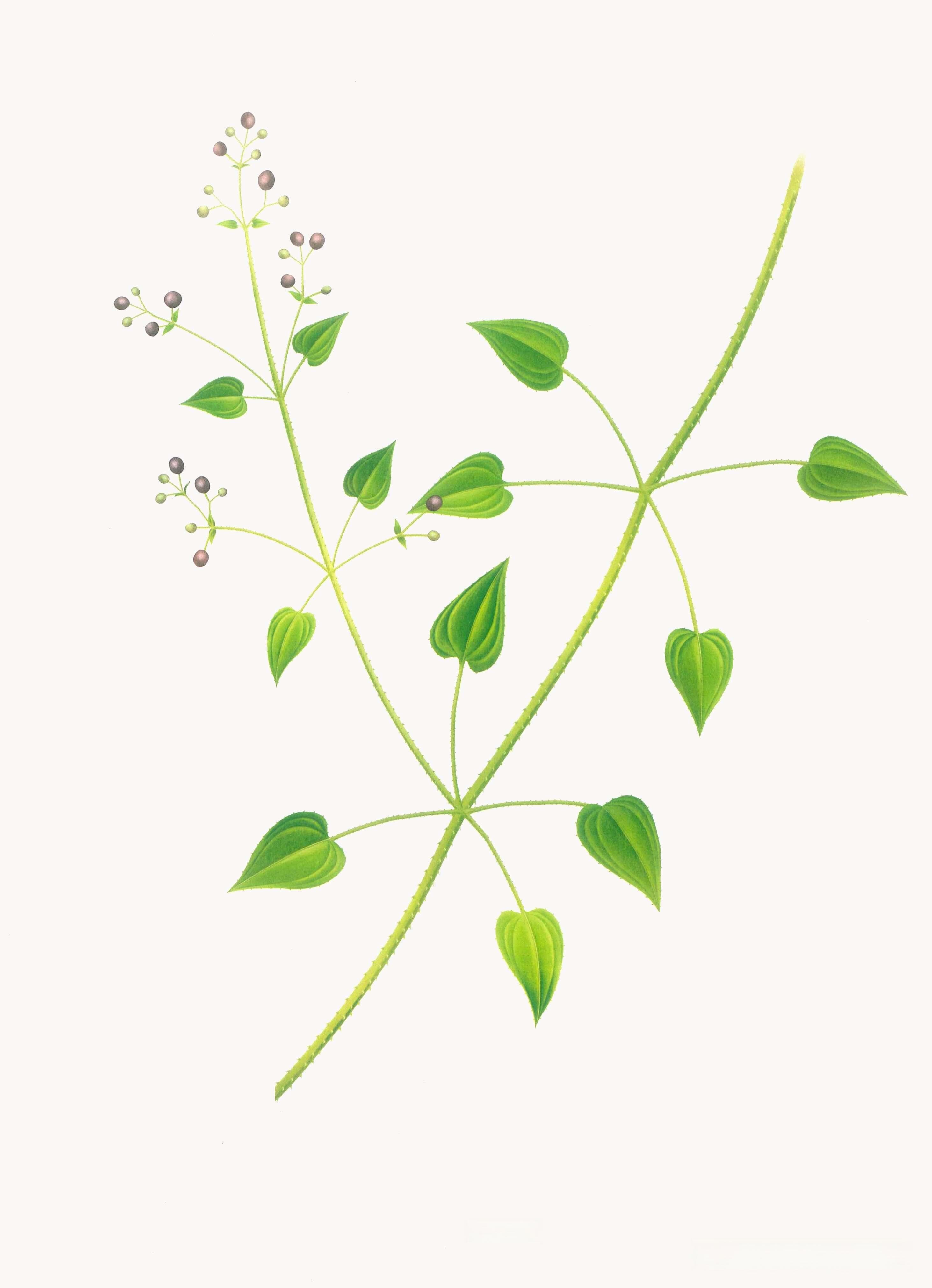 活血化瘀、凉血止血的中药瑰宝——茜草