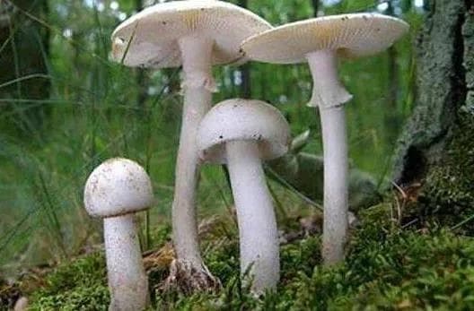 近期大量出现！不要采、不要吃！