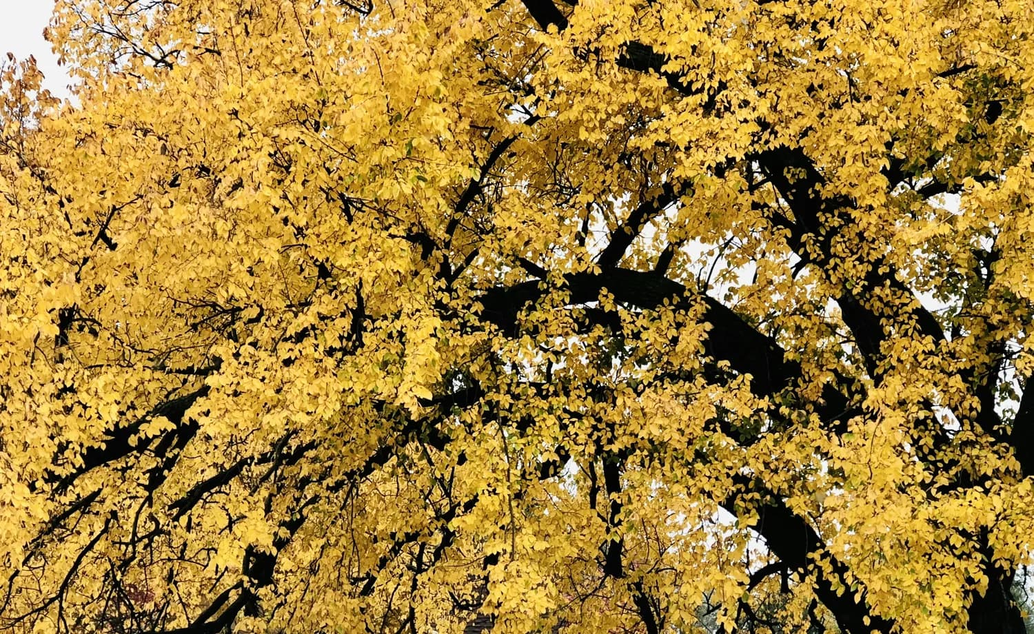 西安古观音禅寺：千年银杏树背后的传奇故事