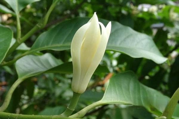 白兰花的养护与栽培大全