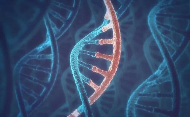 颠覆认知！科学家首次发现可在整个生命周期保持稳定的长寿命RNA分子