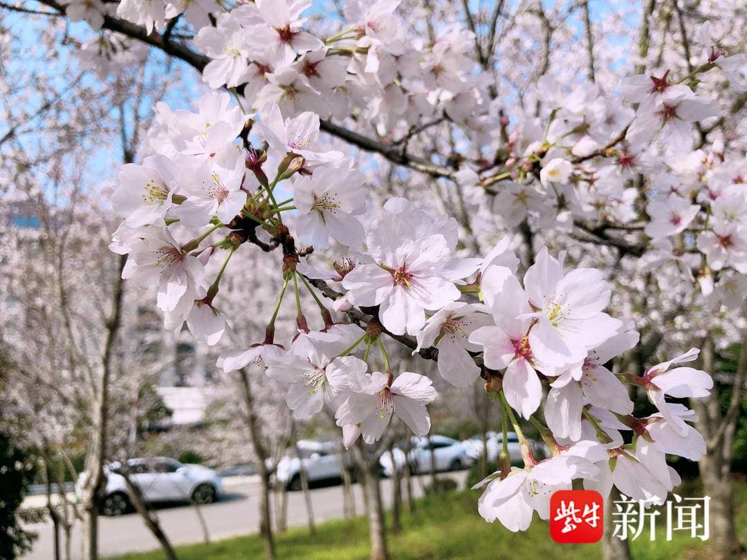 南山绿道樱花盛开，这里有镇江最浪漫的样子，后期晚樱更好看