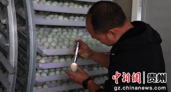 从育种到餐桌：贵州三穗鸭产业年产值破10亿元