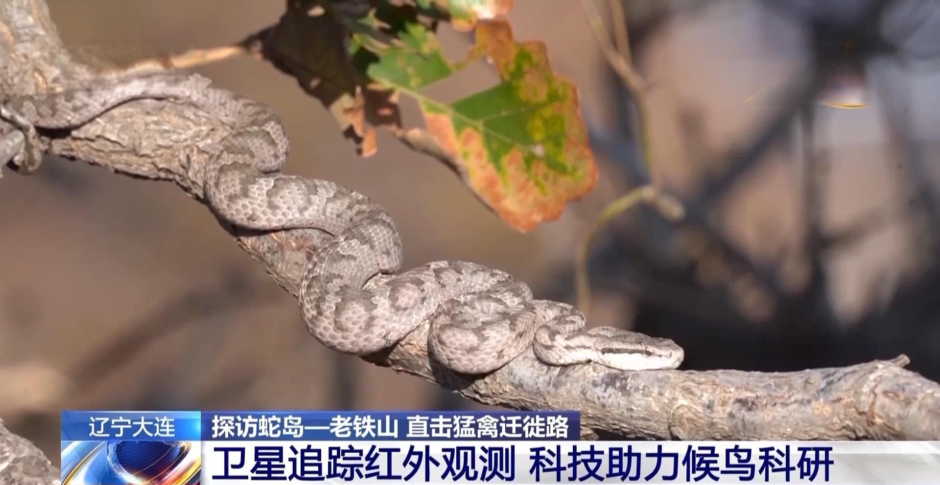 “我们如此热爱老铁山” 来自迁徙猛禽的告白