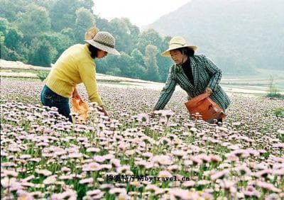 开远十大特产：从木棉到米线的独特风味
