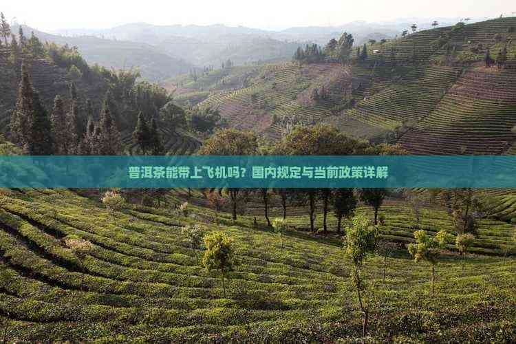普洱茶能带上飞机吗？国内规定与当前政策详解