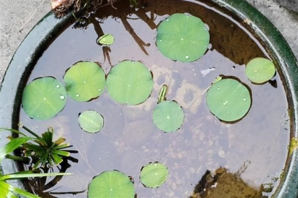 水蚤的培养方法，在水中添加有机物能让它们长得更好