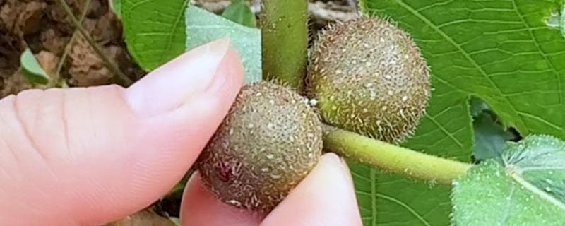 五指毛桃种植指南：从选地到繁殖的全流程技术要点