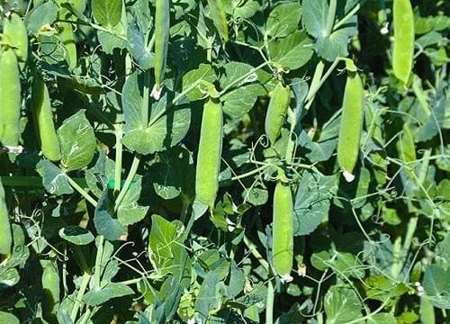 荷兰豆是什么季节的菜？种植与食用全攻略