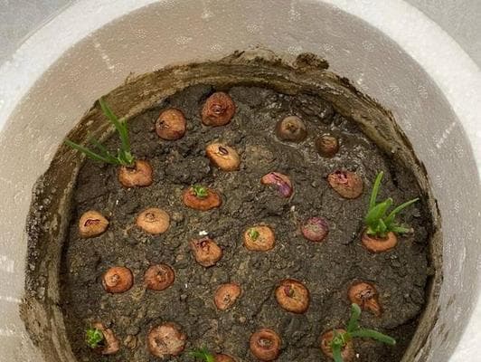小葱的种植与养护（打造旺盛的小葱园，从这里开始）