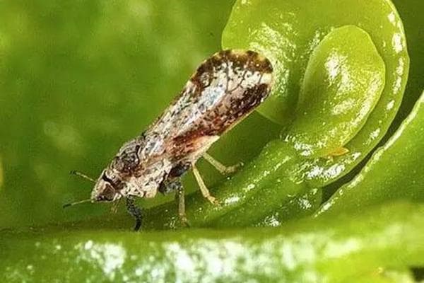 苯醚甲环唑的优缺点分析及其应用注意事项