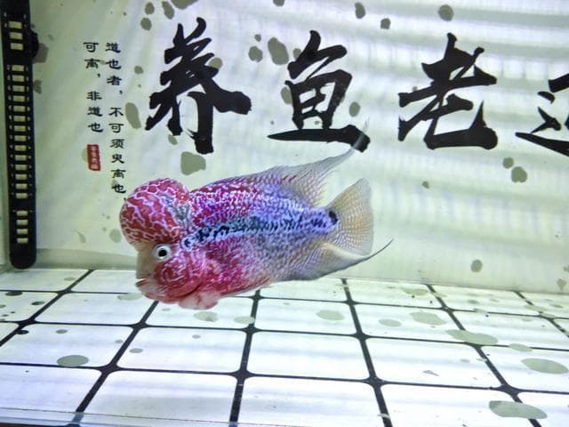 如何让观赏鱼延长寿命还不得病，怎么知道观赏鱼摄食七八分饱？
