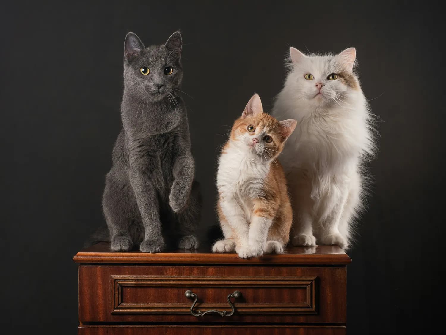新手养猫必看：英短、布偶猫还是美短？