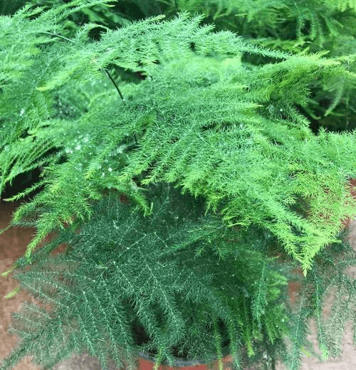 文竹播种繁殖指南：从种子到小文竹的全过程