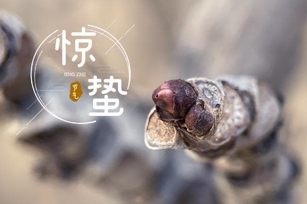 惊蛰节气的两个民间习俗：祭白虎与吃梨