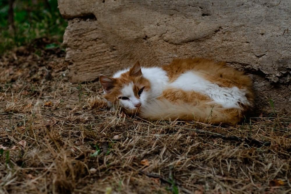 猫真的会悲伤吗？一项研究揭示了猫科动物的情感一面