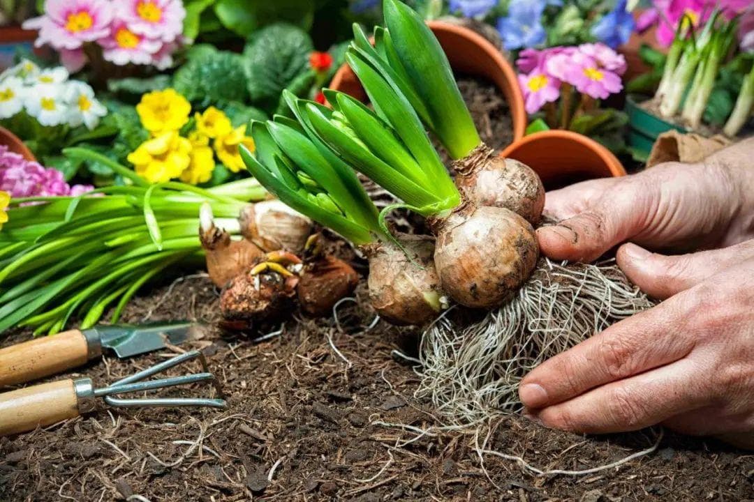 球根植物哪家强？快来跟着我们挑一挑丨小叶子有“花”招