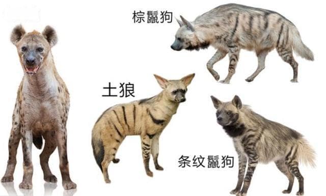 揭秘鬣狗：它们不是脏兮兮的腐肉食客，而是精明的捕猎者