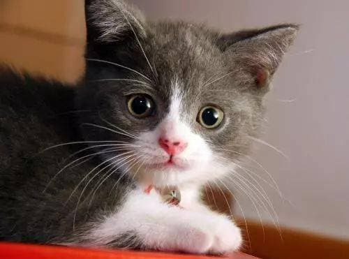 猫咪年龄换算：2岁猫=14岁人，按月换算。